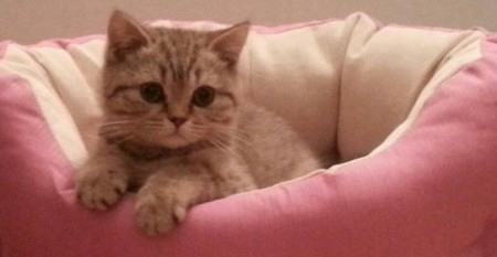 Kull med 5 kattunger født 9/11-14